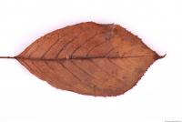 Photo Texture of Leaf 0023
